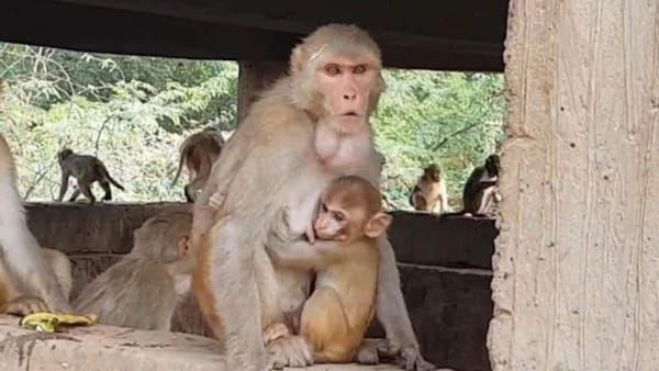 Video: मां के लिए तड़पते इस बंदर के बच्चे को देख भर आएंगी आंखें