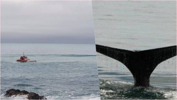 समुद्र में मछली पकड़ने गए थे, व्हेल ने नाव को मारी टक्कर, 2 की मौत, कई लोग लापता
