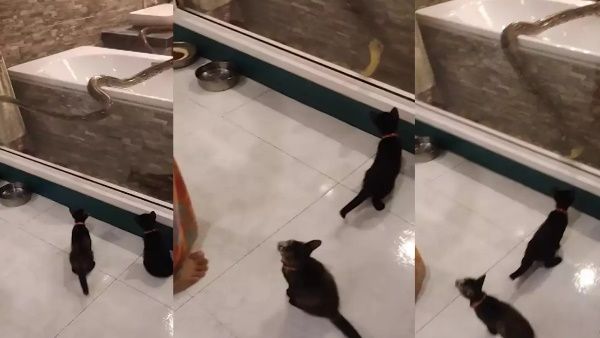 महिला के बाथरूम में निकल आया 12 फुट का अजगर, पालतू बिल्‍ली से हो गया उसका सामना, देखें वीडियो