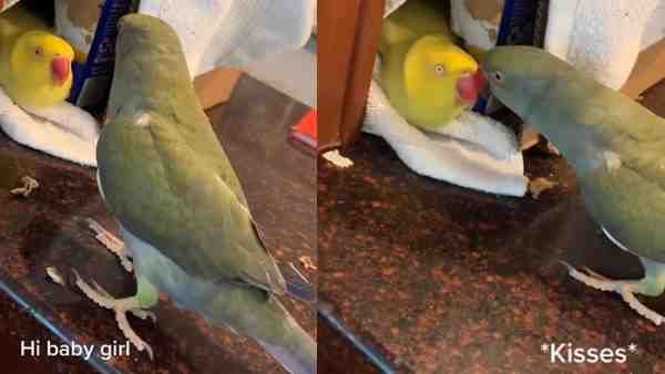 रोमांटिक मिजाज है इस तोते का अंदाज, Kiss करके अंग्रेजी में कहता है 'हेलो...हे बेबी गर्ल'