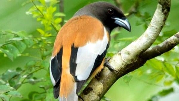 अजब-गजबः रंगीन कौवा जो गाता भी है! दिलेर इतना कि बाघ के मुंह से निवाला छीन लाता है