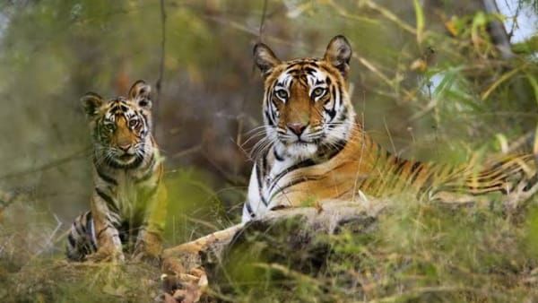 Sanjay tiger reserve Sidhi: बाघों के लिए मुफीद है संजय टाइगर रिजर्व, लगातार बढ़ रही संख्या