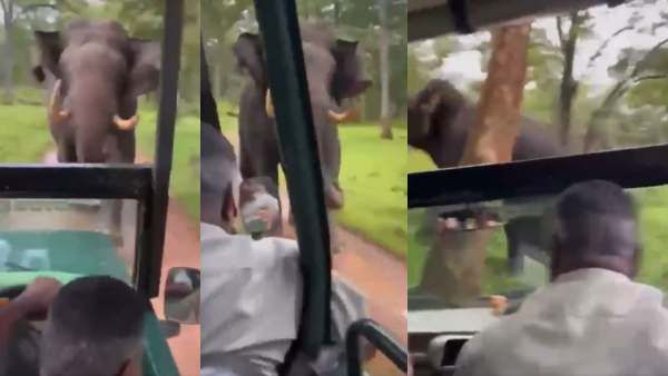 VIDEO : जीप के पीछे दौड़ा हाथी, हलक में अटकी जान, रिवर्स गियर में भागा ड्राइवर