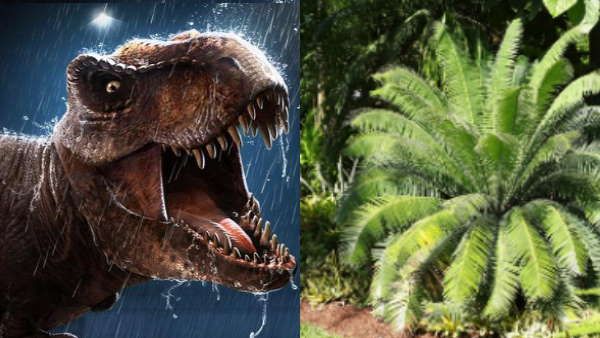 Chhattisgarh में आज भी है Dinosaur का भोजन, लाखों साल पहले धरती पर थे Tree Fern Plant