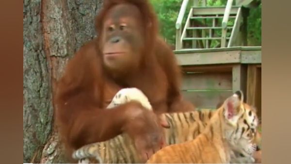 वनमानुष बाघ के बच्‍चों को दुलारता और दूध पिलाता आया नजर , देखें दिल खुश कर देने वाला ये Video