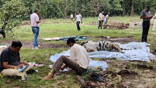 umaria: बांधवगढ़ के जंगल में राज करने वाली बाघिन की मौत, संदिग्ध परिस्थिति में पाई गई मृत
