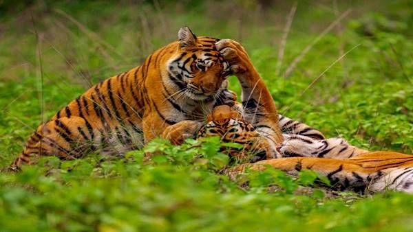 एक अक्टूबर से खुल रहे एमपी के नेशनल पार्क, कान्हा से लेकर संगमरमरीय वादियों की सैर का मजा