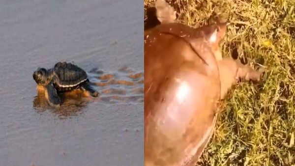 भूल जाइएगा खरगोश-कछुए की कहानी, ये VIDEO देखिए उड़ जाएंगे आपके होश