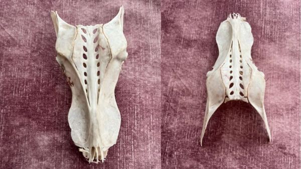 ब्रिटेन में समुद्र तट पर रेत में धंसी मिली ‘ड्रैगन खोपड़ी’, जानें क्या है इसका राज