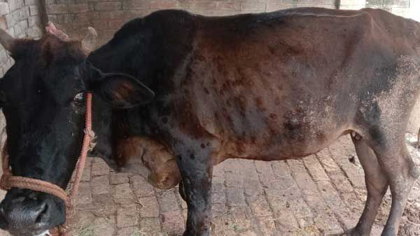 वाराणसी - तेजी से फैल रहा लंपी वायरस, टीकाकरण अभियान की हुई शुरुआत