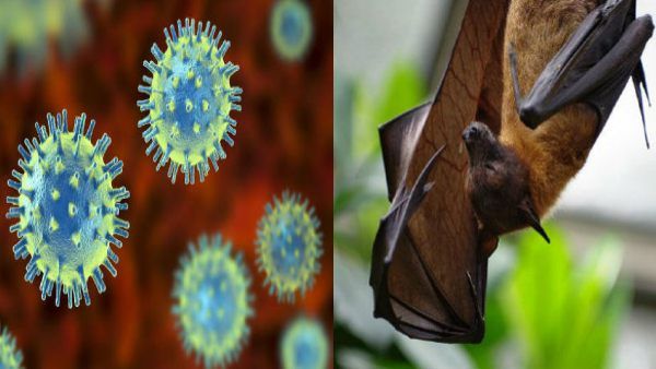 रूसी चमगादड़ में 'SARS-CoV-2 जैसा वायरस', कोरोना से भी खतरनाक! जानिए क्या कहते हैं मेडिकल एक्सपर्ट?