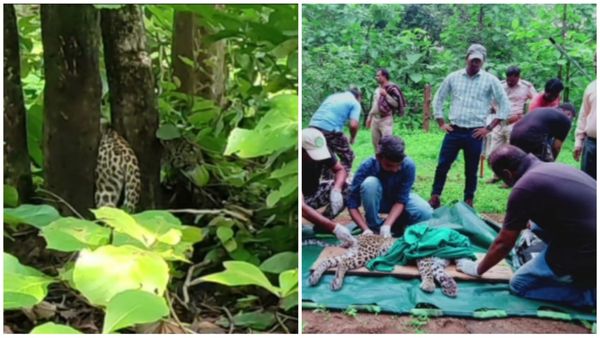 बैतूल में सतपुड़ा के जंगल में दो पेड़ों के बीच फंसा तेंदुआ, वन विभाग की टीम ने 2 घंटे में किया रेस्क्यू