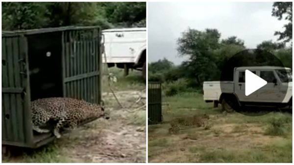 कूनो नेशनल पार्क में चीतों के लिए बनाए बाड़े में घुसे तीन तेंदुए, रेस्क्यु कर 2 को शिवपुरी के पार्क में छोड़ा