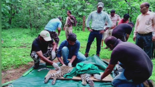 बैतूल के तेंदुए शावक की भोपाल वन विहार में मौत, दो पेड़ों के बीच फंसे होने के कारण टूट गई थी रीढ़ की हड्डी