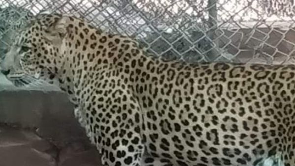 भोपाल वन विहार में तेंदुए राजू की हार्ट अटैक से मौत, मां के त्यागने पर इंसानों ने पाला था