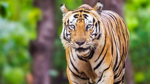 Rajaji National Park: कैमरे में कैद हुई बाघिन रानी, एक माह से नहीं मिल रहा था सुराग