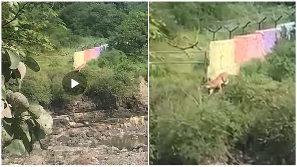 भोपाल में कलियासोत डैम पर घूमता दिखा बाघ, राहगीरों ने बनाया वीडियो, DFO ने दिए सुरक्षा के निर्देश