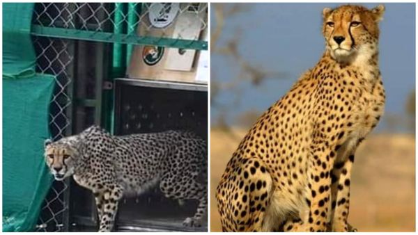 Kuno national park: बारिश ने लगाया चीतों के बाहर आने पर ब्रेक, बड़ा बाड़ा हुआ क्षतिग्रस्त