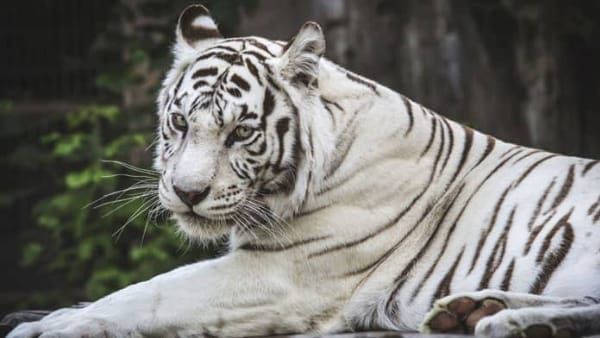 white tiger safari mukundpur: उम्रदराज सफेद बाघिन विंध्या अस्वस्थ, कैमरा लगा 24 घंटे कर रहे निगरानी