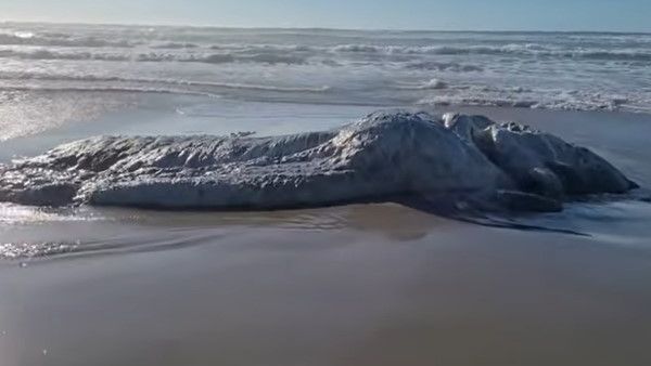 sea monster भूकंप के बाद समुद्र से निकला बिना चेहरे का रहस्यमयी जीव, लोग बता रहे हैं दूसरी दुनिया का 'राक्षस