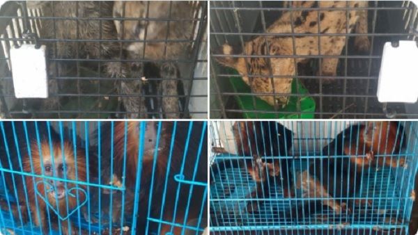 मिजोरम पुलिस की बड़ी सफलता, 140 विदेशी जानवरों को किया रेस्क्यू, 34.18 करोड़ की दवाएं जब्त, 4 तस्कर गिरफ्तार