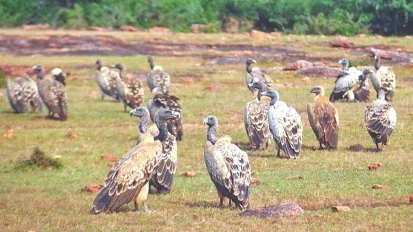 Damoh: गिद्धों से आबाद होने लगा रानी दुर्गावती अभयारण्य, हर साल बढ़ रही आबादी