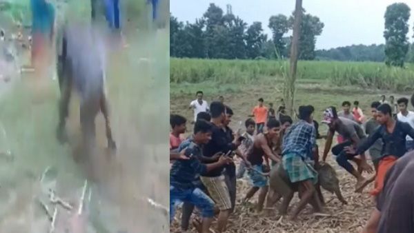 इंसान बना जानवर: हाथी के बच्चे को चप्पलों से घेरकर पीटा, इस एक्ट्रेस ने की कार्रवाई की मांग