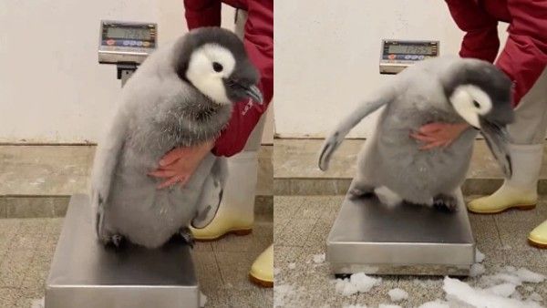 वेट मशीन पर Baby Penguin ने किया ऐसा परेशान, यूजर देने लगे कुछ ऐसे आइडिया, 26 मिलियन लोगों ने देखा Video