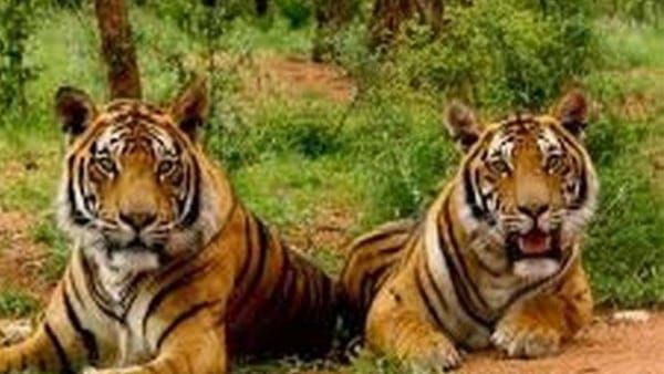 Tiger Love Story : रॉ के पीछे बजरंग दीवाना, MP के Bandhavgarh Tiger Reserve में चल रही अनोखी प्रेम कहानी