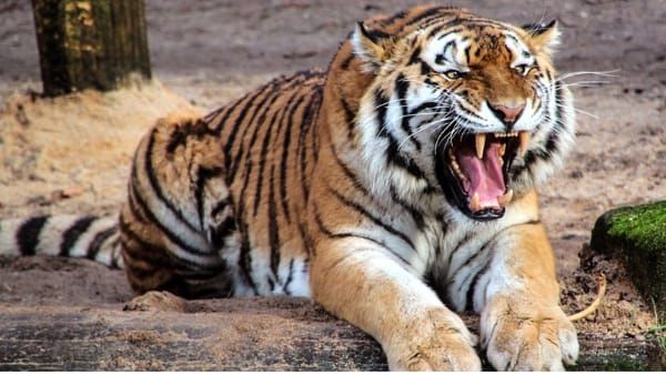 Bandhavgarh Tiger Reserve : बाघों की आजादी के लिए गांव होगा विस्थापित, 316 परिवारों ने दी सहमति