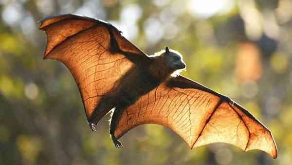 Bat House: 25 एकड़ ज़मीन में है लाखों चमगादड़ों का घर, परिवार की तरह रखते हैं ग्रामीण
