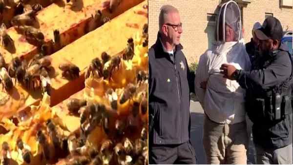 बेदखली का नोटिस देना पड़ा महंगा, महिला ने छोड़ी मधुमक्खियां, दर्द से बेहाल अफसरों का हाल जानिए