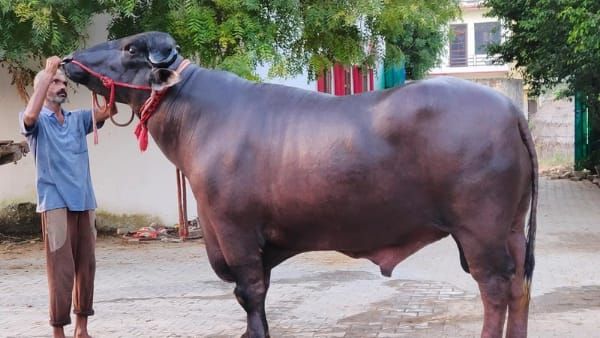 Chitrakoot : मेले में आकर्षण का केंद्र बना 10 करोड़ का भैंसा गोलू-2 , Semen से ही हो जाती है लाखों की कमाई