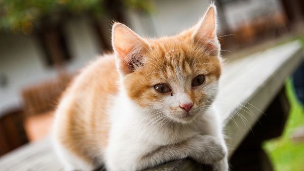 'Hello आपकी बिल्ली जिंदा है', लापता हुई CAT का 9 साल बाद चला पता, मालकिन की समझदारी सालों बाद आई काम