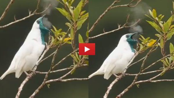 क्या पक्षी भी करते हैं स्मोकिंग? कैमरे में कैद हुई 'दुर्लभ तस्वीरें' देंगी जवाब