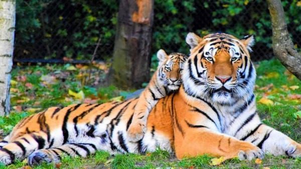 Bandhavgarh : शावकों के साथ धमोखर गेट में अठखेलियां करती दिखी बफर फीमेल बाघिन, टूरिस्ट हुए रोमांचित