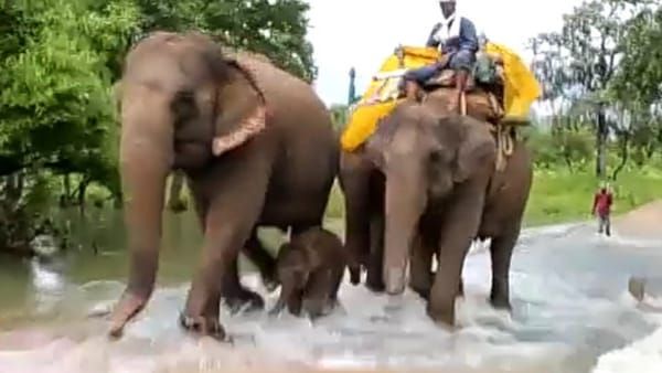 Sidhi News : महावत के कंधे से कंधा मिलाकर चलने वाली हथिनी की कहानी, शावकों की कर चुकी रखवाली