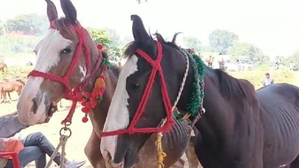 Satna News: चित्रकूट के गधा Mela में सबसे महंगे बिके 'Salman' और 'Shahrukh'