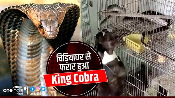 किंग कोबरा निकला 'शातिर', चिड़ियाघर के कर्मचारियों को चकमा देकर हुआ फरार, नहीं छोड़ा कोई सबूत