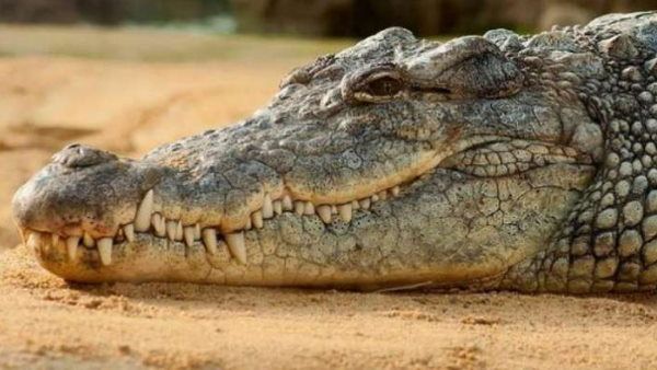 शिकार की तलाश में घर के अंदर घुस आया खूंखार मगरमच्छ, जानिए फिर क्या हुआ ?