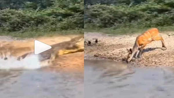 crocodile attack deer: तालाब किनारे पानी पी रहा था हिरण, अचानक मगरमच्छ का हुआ हमला और फिर...