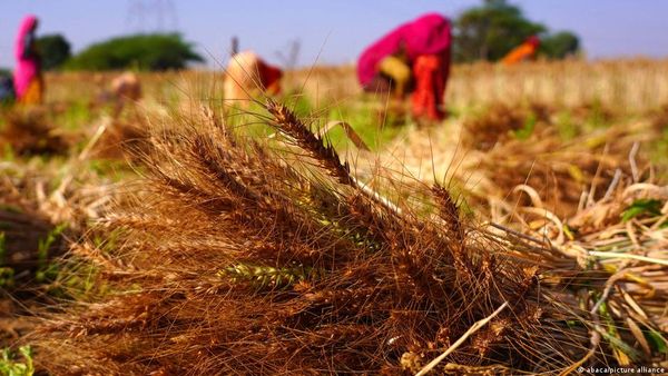 भारी बारिश से फसलें बर्बाद, कटाई के समय किसानों को नुकसान