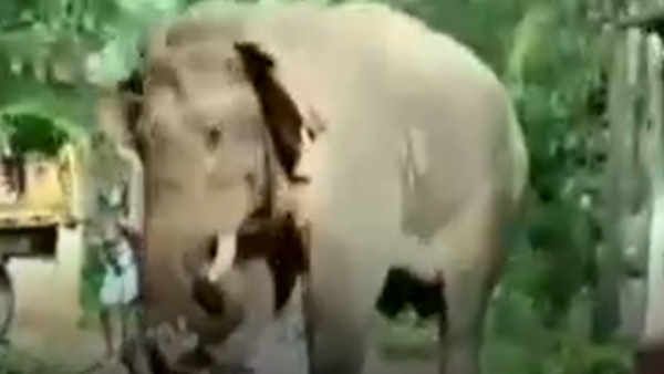 Elephant Attack: बंगाल के मिदनापुर में हाथी का तांडव, युवक को पटक-पटककर मार डाला