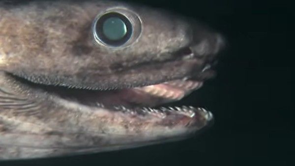 Video: '8 करोड़ साल पहले वाली शार्क अभी भी जिंदा, सांप जैसा हो गया है उसका सिर', रिसर्च में दावा