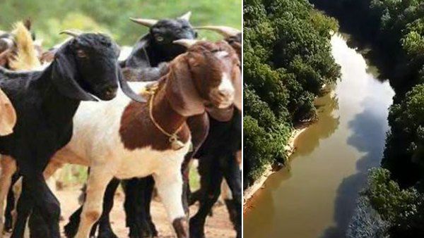 'कुछ तो गड़बड़ है'? नदी में रहस्यमयी तरीके से पहुंचीं सैकड़ों बकरियां, सभी के सिर गायब