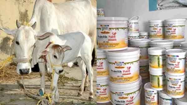 Diwali 2022: गोबर से बने प्राकृतिक पेंट की बढ़ी डिमांड, Raipur की महिला समूह ने किया कमाल