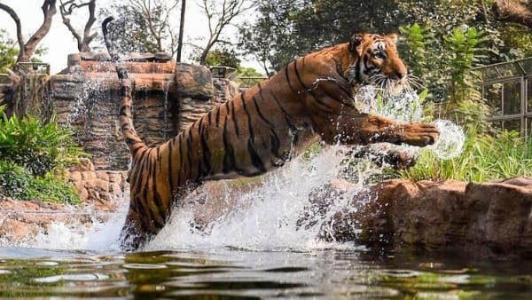 MP Tiger Reserve For Golden Pass: अब एक बार गोल्डन पास बनवाइए और free में करिए टाइगर रिजर्व की सैर