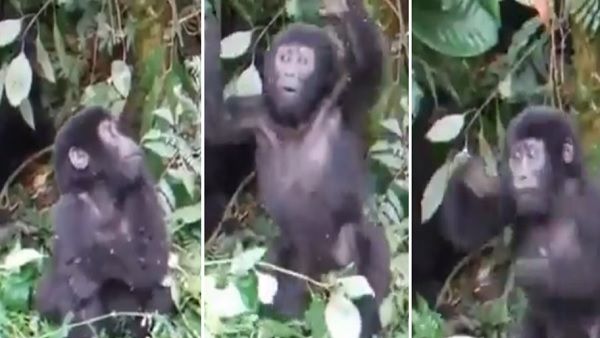 बीच जंगल में छाती पीटकर यूं अपनी ताकत दिखा रहा बेबी गोरिल्ला, Viral VIDEO जीत रहा लोगों का दिल