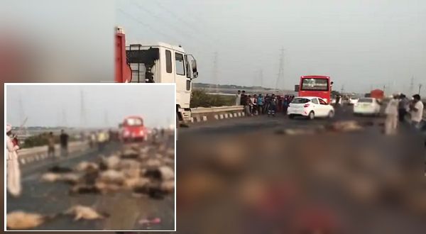 Gujarat: मोरबी से आ रही बस ने रौंद डालीं सैकड़ों भेड़-बकरियां, 135 की मौत, ब्रिज पर कोहराम मचा