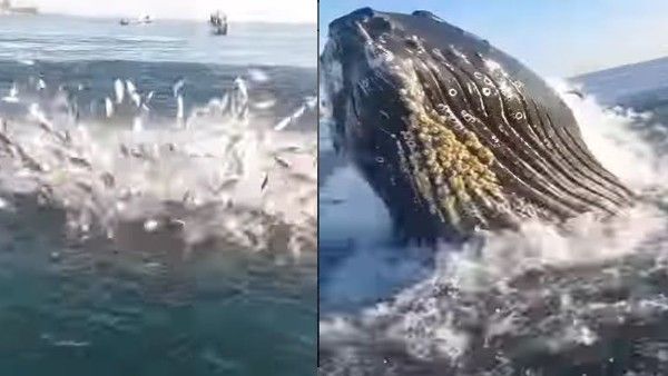 समंदर में बाप-बेटे की बोट पर विशालकाय हंपबैक व्हेल का हमला, शांत पानी से अचानक ऐसे आई बाहर, Video